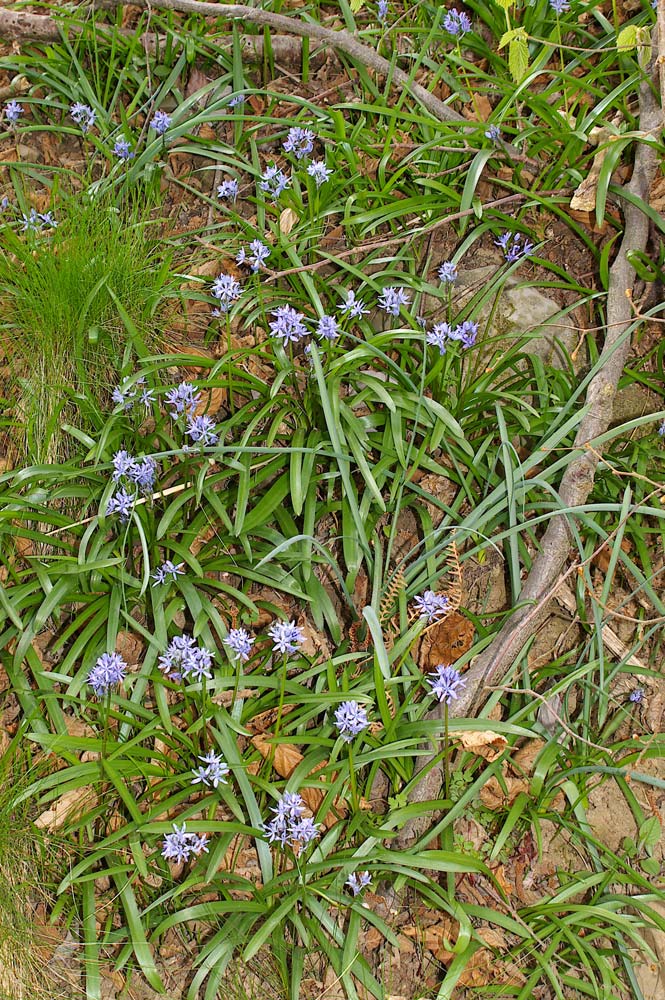 Scilla italica / Scilla della Riviera